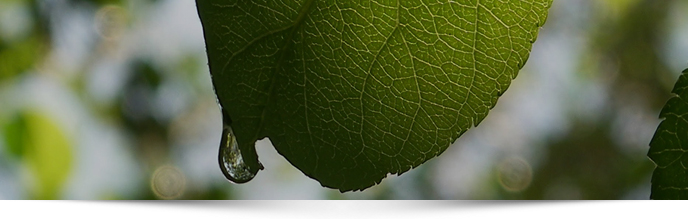 Planta nascendo no meio do lixo