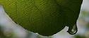Executive holding a seedling